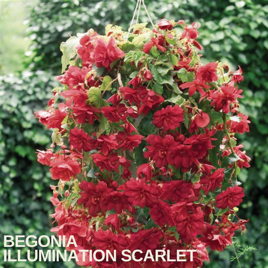 Hanging basket smothered in Begonia 'Illumination Scarlet', bright red double flowers trailing over the sides