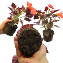 Begonia Illumination Scarlet Plants (Set of 3 or 6)