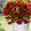 Begonia Illumination Scarlet - 10.5cm