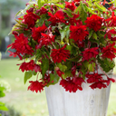 Begonia Illumination Scarlet Plants (Set of 3 or 6)
