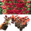 Begonia Illumination Scarlet - 10.5cm