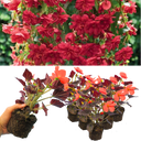 Begonia Illumination Scarlet Plants (Set of 3 or 6)