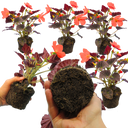 Begonia Illumination Scarlet Plants (Set of 3 or 6)