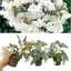 Begonia Illumination White - 10.5cm