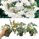 Begonia Illumination White Plants (Set of 3 or 6)