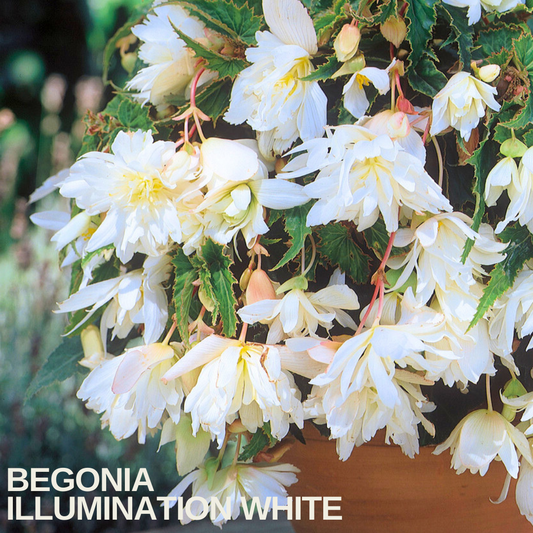 Trailing Begonia 'Illumination White' in a terracotta pot, double white blooms with pink-tinged stems