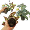 Begonia Illumination White Plants (Set of 3 or 6)
