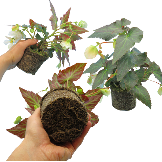 Begonia 'Illumination White' – Trailing Basket Begonia (3 or 6 x 10.5cm Pots)