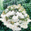 Begonia Illumination White - 10.5cm