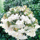 Begonia Illumination White Plants (Set of 3 or 6)
