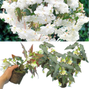 Begonia Illumination White Plants (Set of 3 or 6)