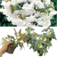 Begonia Illumination White - 10.5cm