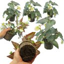 Begonia Illumination White Plants (Set of 3 or 6)