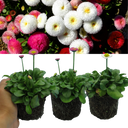 Mixed Colour Flowers Plants (Set of 3 or 6)