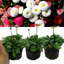 Bellis Assorted