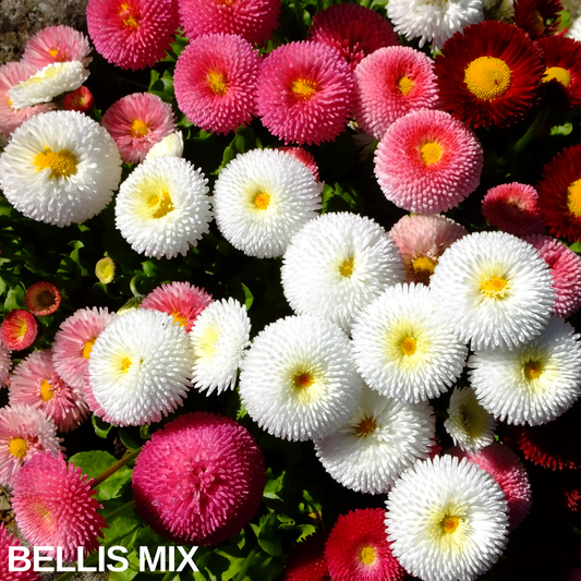 Mixed Bellis double daisies in flower, tight pompom blooms in white, pink and deep rose