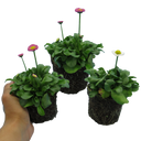 Mixed Colour Flowers Plants (Set of 3 or 6)