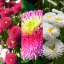 Mixed Colour Flowers Plants (Set of 3 or 6)