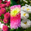 Bellis Assorted