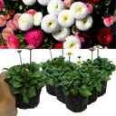Mixed Colour Flowers Plants (Set of 3 or 6)