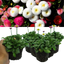Bellis Assorted
