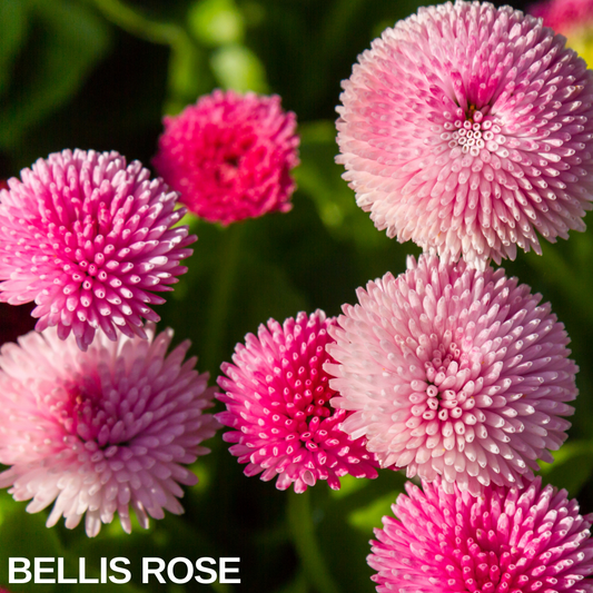 Bellis 'Rose' double daisies, rounded pink pompom flowers with darker centres above green leaves