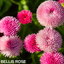 Bellis Rose