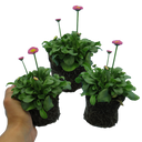 Rose Colour Flowers Plants (Set of 3 or 6)