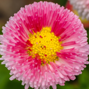 Rose Colour Flowers Plants (Set of 3 or 6)