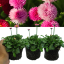 Rose Colour Flowers Plants (Set of 3 or 6)