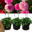Bellis Rose
