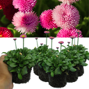 Rose Colour Flowers Plants (Set of 3 or 6)