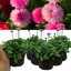 Bellis Rose