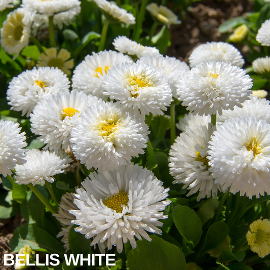 Bellis White double daisies in flower, rounded white pompom blooms with yellow centres