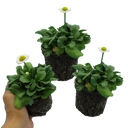 White Colour Flowers Plants (Set of 3 or 6)