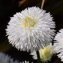 White Colour Flowers Plants (Set of 3 or 6)