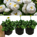 White Colour Flowers Plants (Set of 3 or 6)