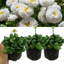 Bellis White