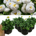 White Colour Flowers Plants (Set of 3 or 6)