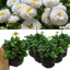 Bellis White