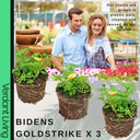 Bidens Goldstrike Plants (Set of 3 or 6)