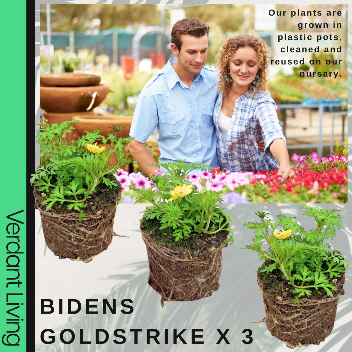 Bidens 'Gold Strike' – Trailing Summer Bedding (Set of 3 or 6)