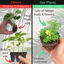 Bidens Goldstrike Plants (Set of 3 or 6)