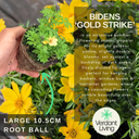 Bidens Goldstrike Plants (Set of 3 or 6)
