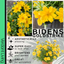Bidens Goldstrike - 10.5cm