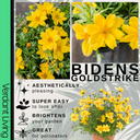 Bidens Goldstrike Plants (Set of 3 or 6)