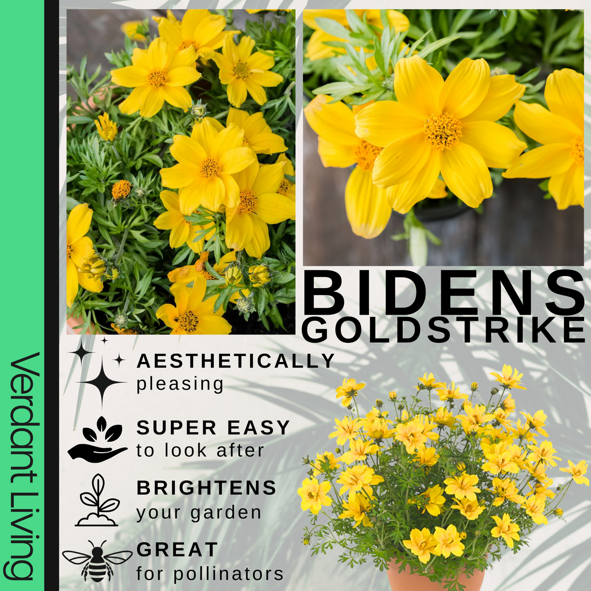 Bidens 'Gold Strike' – Trailing Summer Bedding (Set of 3 or 6)