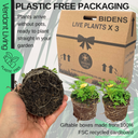 Bidens Goldstrike Plants (Set of 3 or 6)
