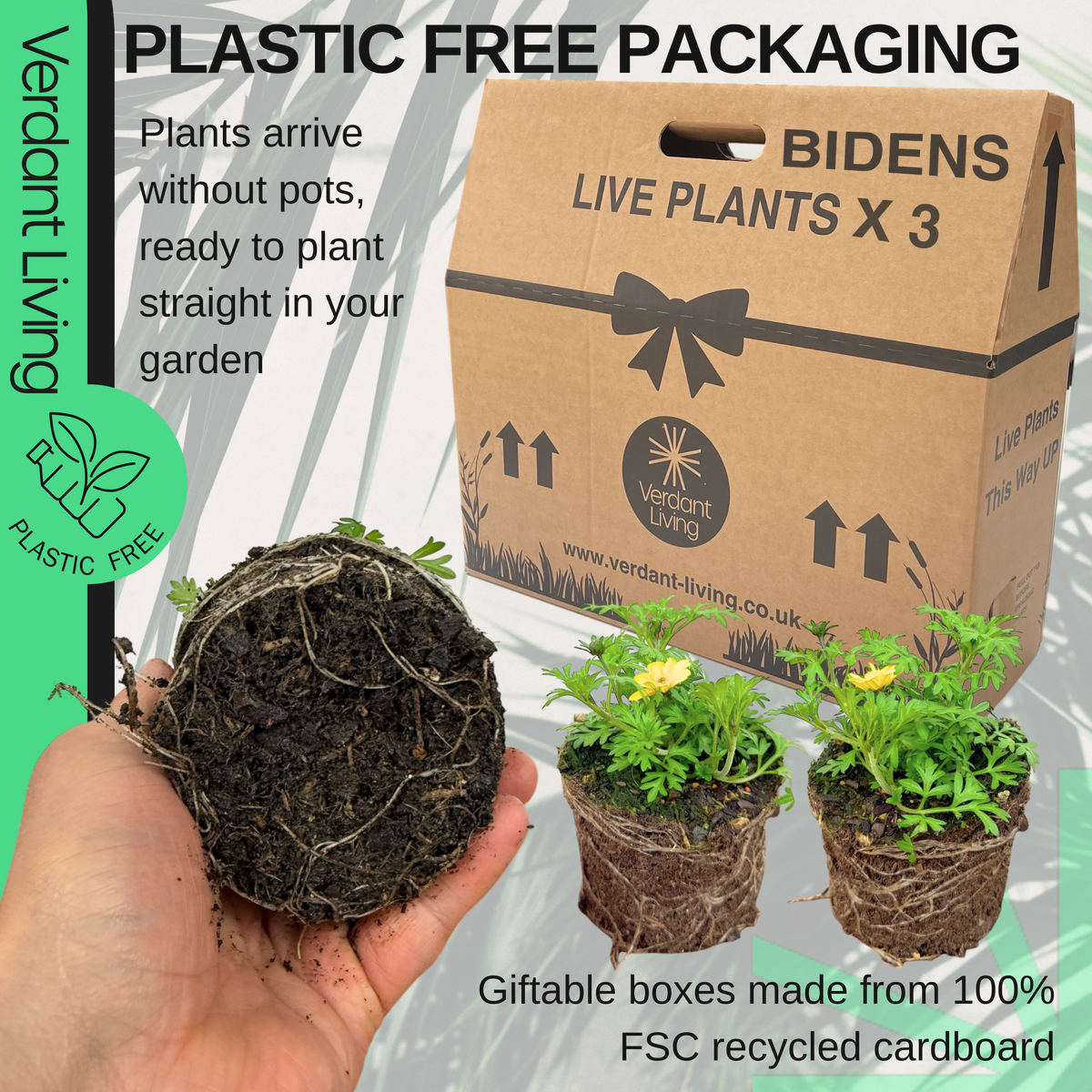 Bidens 'Gold Strike' – Trailing Summer Bedding (Set of 3 or 6)