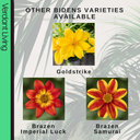 Bidens Goldstrike Plants (Set of 3 or 6)